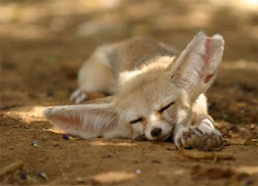 sleeping animals