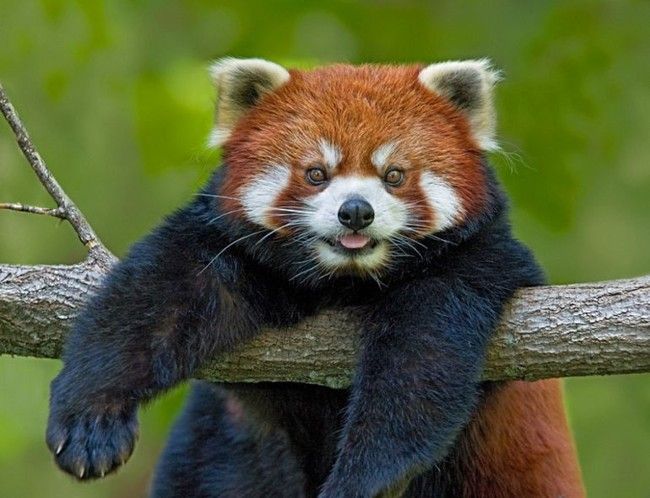 red panda or firefox