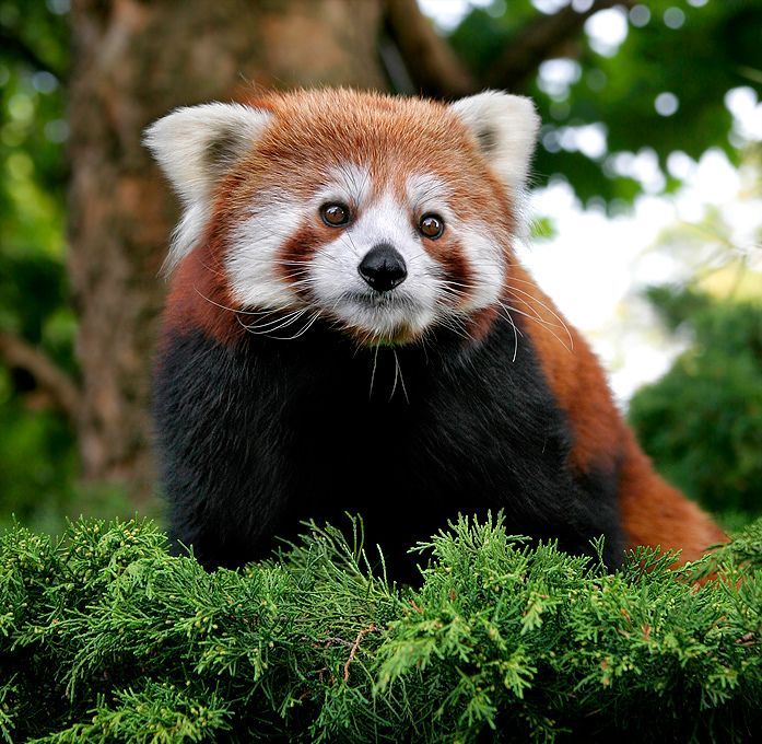 red panda or firefox