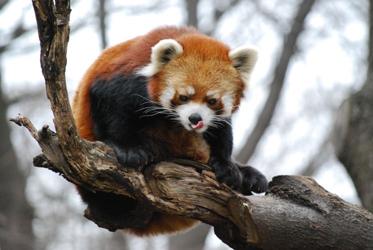 red panda or firefox