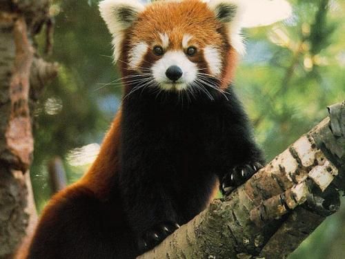 red panda or firefox