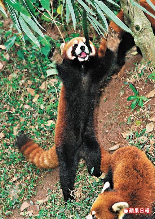 red panda or firefox