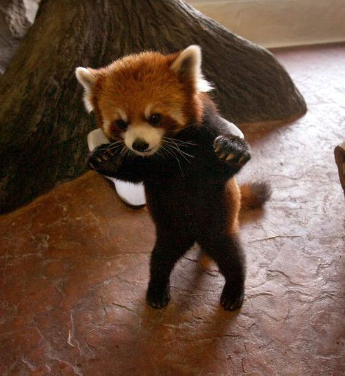 red panda or firefox