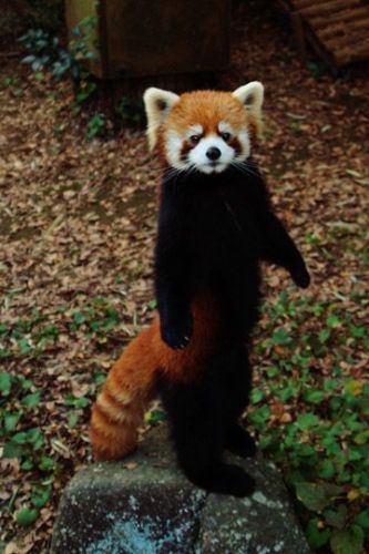 red panda or firefox