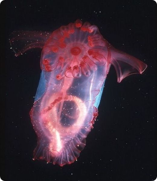 Sea cucumber (Holothuroidea)