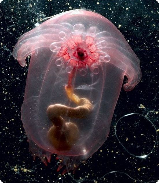 Sea cucumber (Holothuroidea)