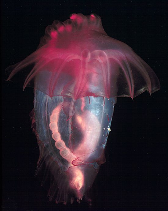 Sea cucumber (Holothuroidea)