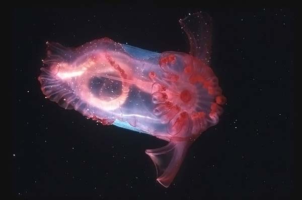 Sea cucumber (Holothuroidea)