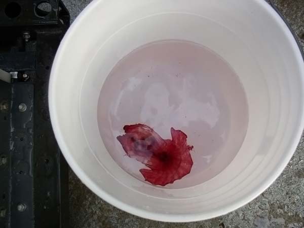 Sea cucumber (Holothuroidea)