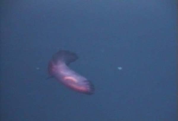 Sea cucumber (Holothuroidea)