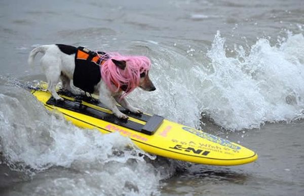 surfing dog