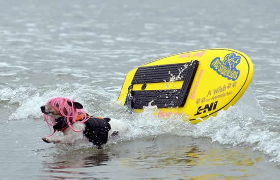 surfing dog