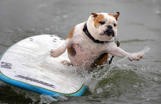 surfing dog