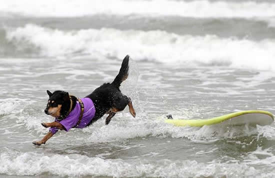 surfing dog