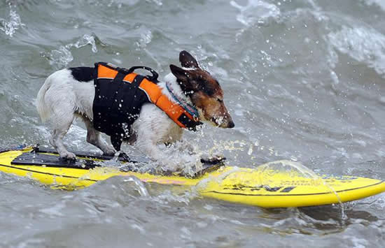 surfing dog