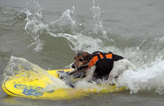 surfing dog