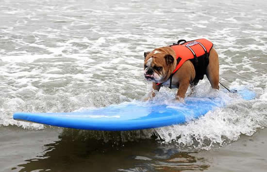surfing dog