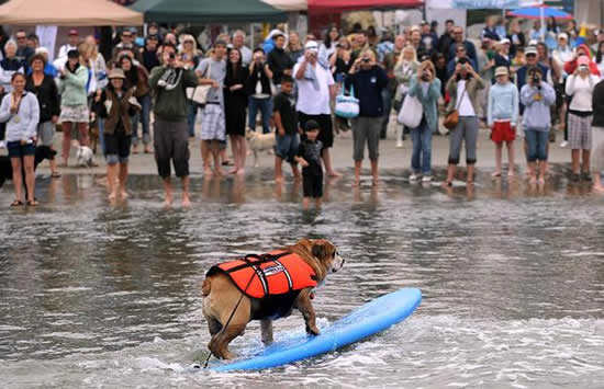 surfing dog