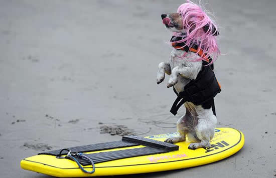 surfing dog