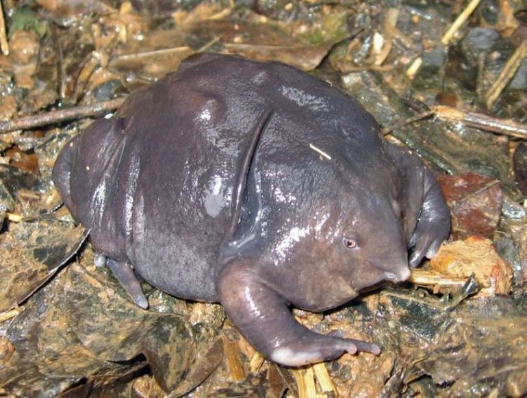 the most rare frog in the world