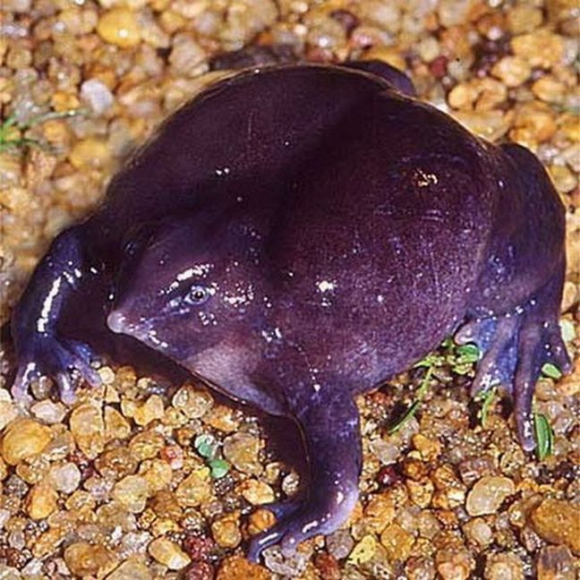 the most rare frog in the world