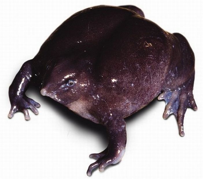 the most rare frog in the world