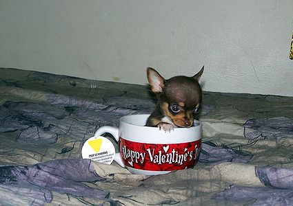 cute baby pet animal in the cup