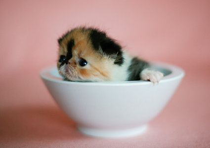 cute baby pet animal in the cup