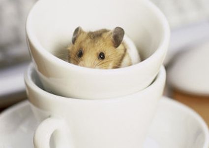 cute baby pet animal in the cup