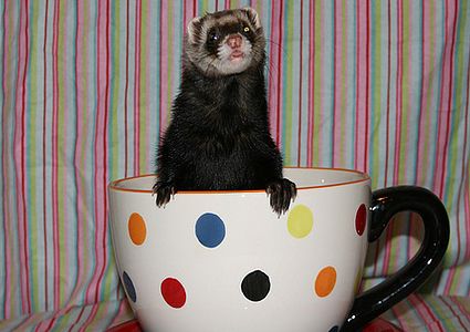 cute baby pet animal in the cup