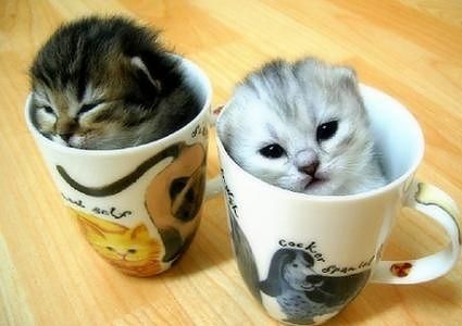 cute baby pet animal in the cup