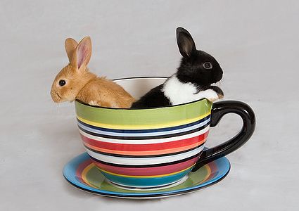 cute baby pet animal in the cup