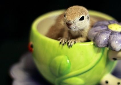 cute baby pet animal in the cup