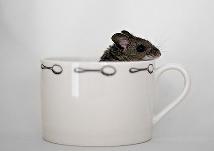 cute baby pet animal in the cup