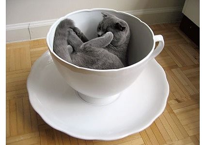 cute baby pet animal in the cup