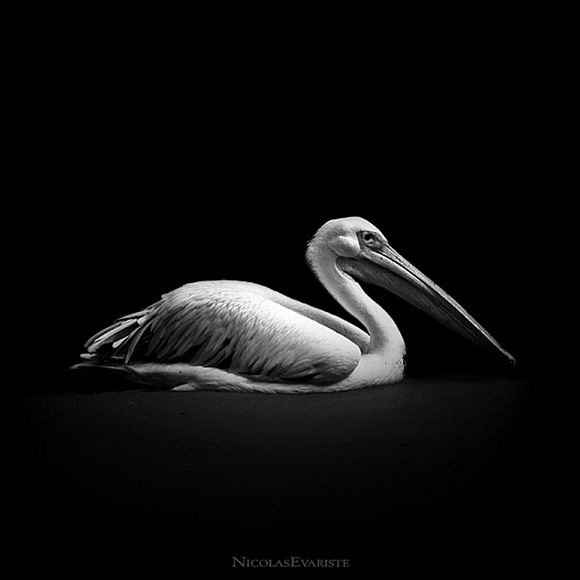 Animals by Nicolas Evariste