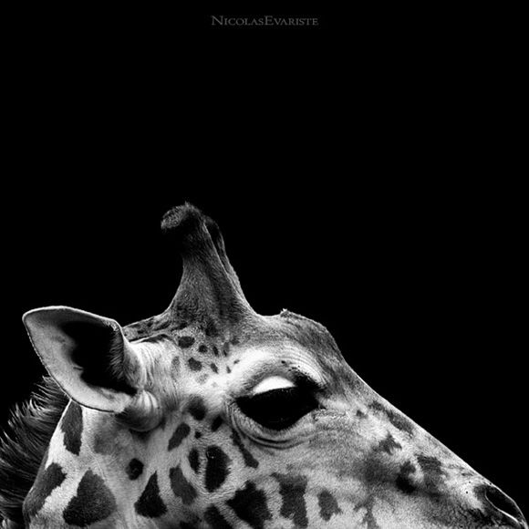 Animals by Nicolas Evariste
