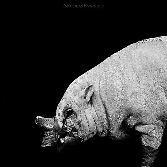 Animals by Nicolas Evariste
