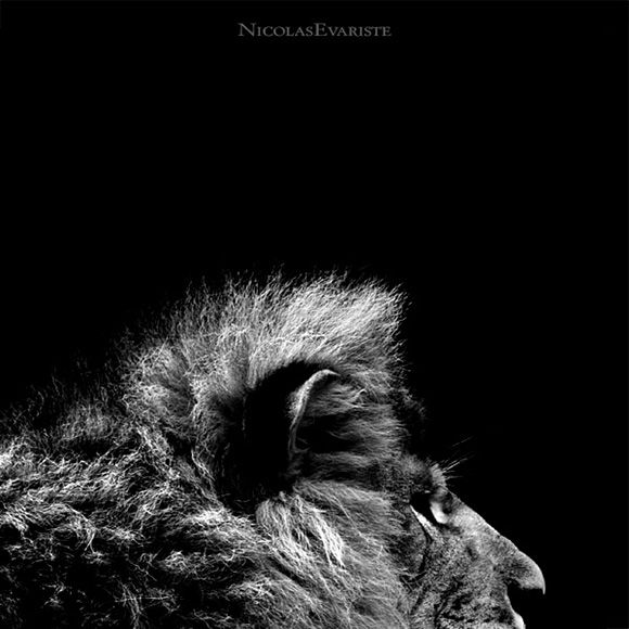 Animals by Nicolas Evariste