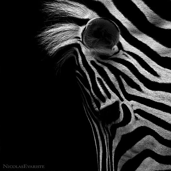 Animals by Nicolas Evariste
