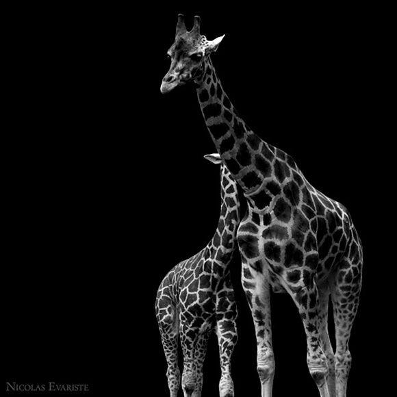 Animals by Nicolas Evariste