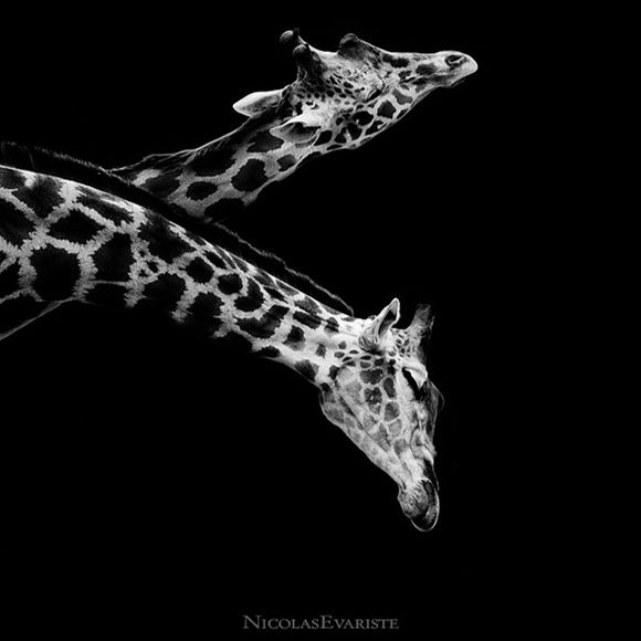 Animals by Nicolas Evariste