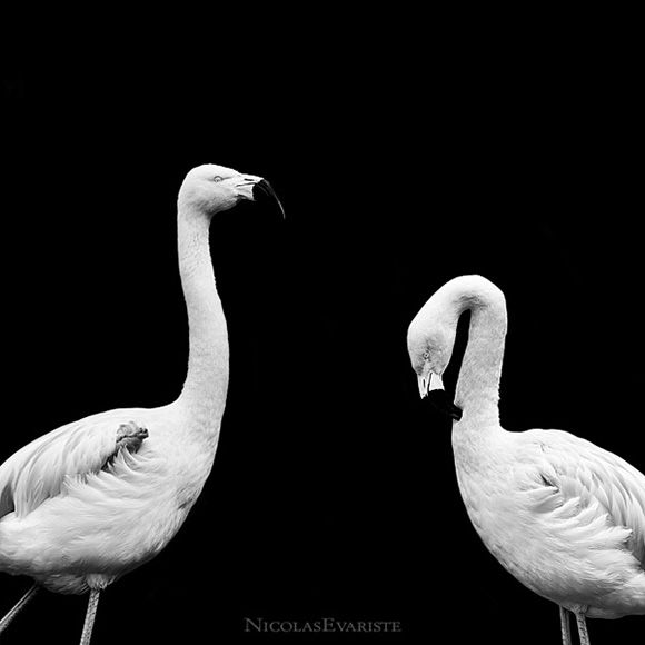 Animals by Nicolas Evariste