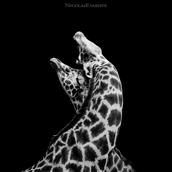 Animals by Nicolas Evariste