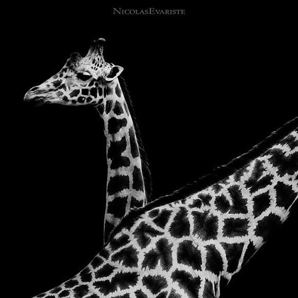 Animals by Nicolas Evariste