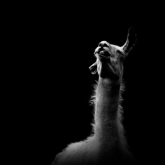 Animals by Nicolas Evariste