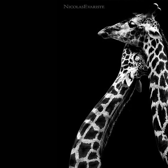 Animals by Nicolas Evariste