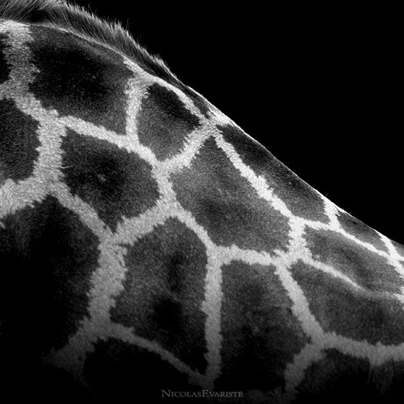 Animals by Nicolas Evariste