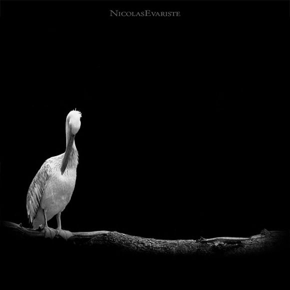 Animals by Nicolas Evariste