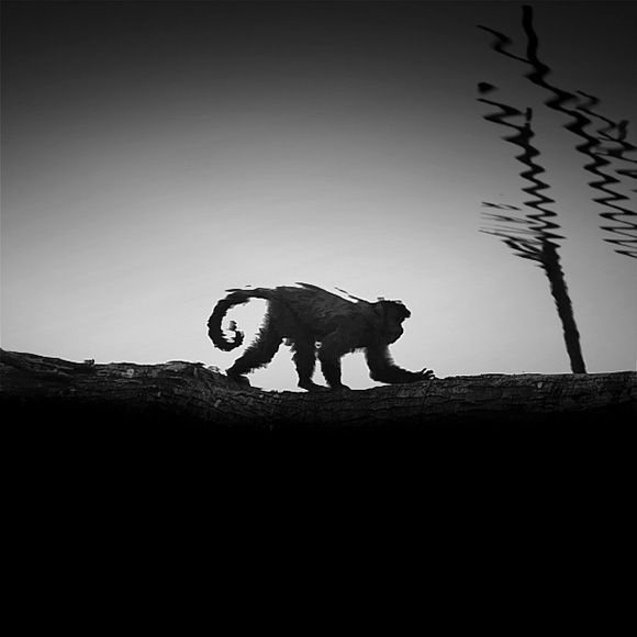 Animals by Nicolas Evariste